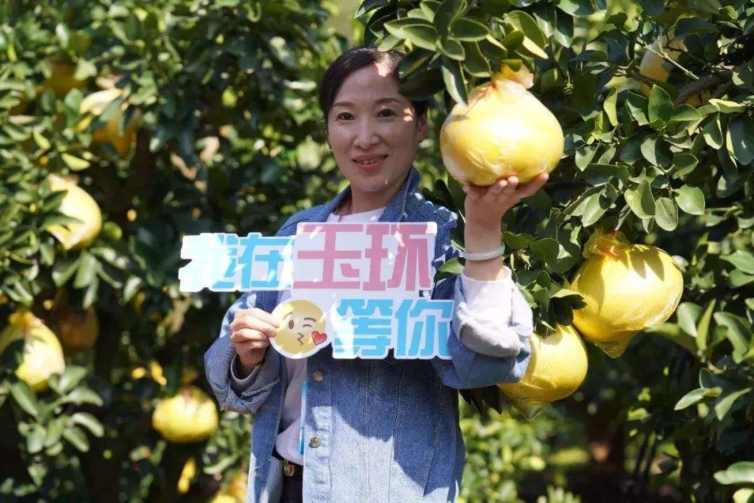 玉环文旦采摘节～东沙渔村、湿地公园休闲游1日游